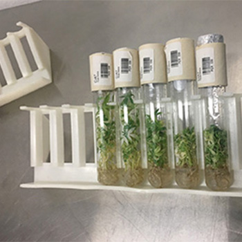 Plants being grown inside of clear tubes
