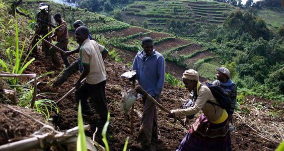 Farmers working a field