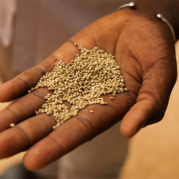 hand holding hundreds of small beige seeds