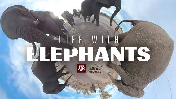 Life with Elephants documentary thumbnail