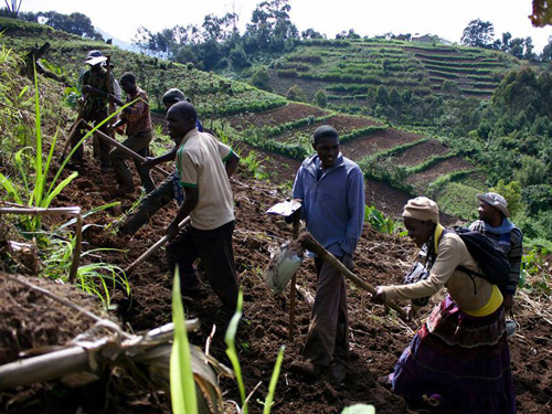 Farmers working in a field
